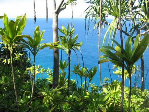 ocean-thru-plants