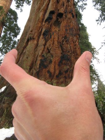 General Grant Sequoia at Kings Canyon National Park