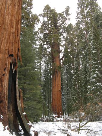 General Sherman Monarch Sequoia at Sequoia National Park