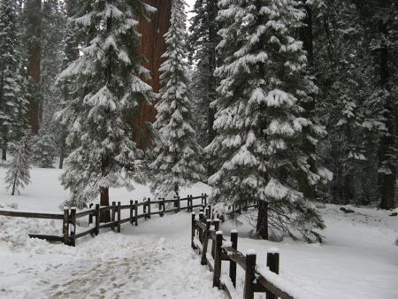 Grant Grove at Kings Canyon National Park