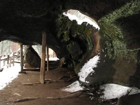 Snow falling through fallen sequoia in Grant Grove