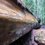 fallen redwood tree