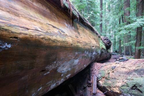 fallen redwood tree