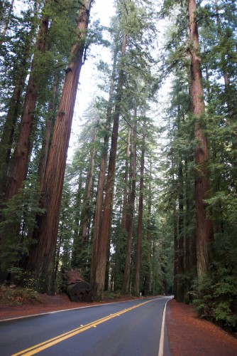 avenue of the giants -- redwood trees in california