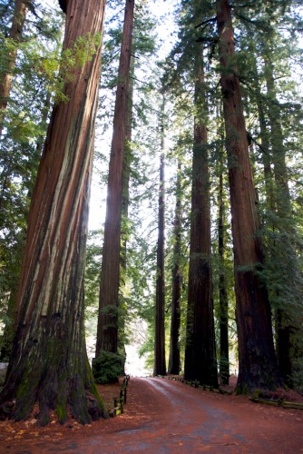 redwood trees in california