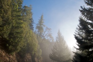 Highway 1 California trees in mist