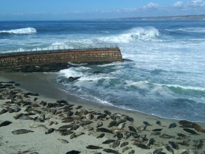 seals and shorebreak at la jolla cove