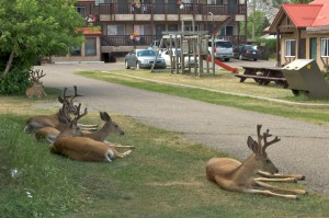 Deer at Waterton Townsite.