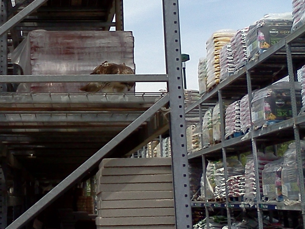 Large eagle in lumber department.