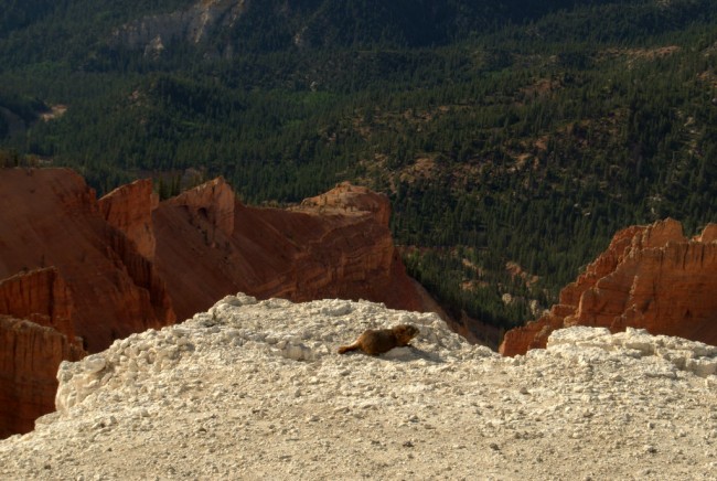 A marmot.