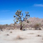 Joshua Tree