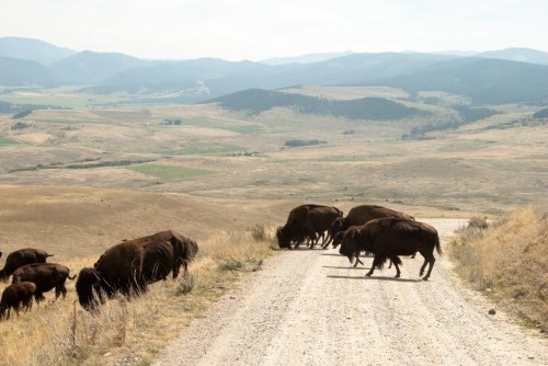 Bison refuge in southwest Montana