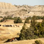 Theodore Roosevelt NP Horses