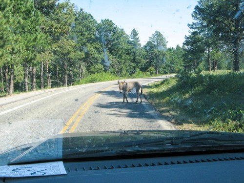 Somewhere on the Norbeck Byway in South Dakota