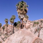 Joshua Tree NP