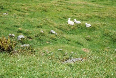 Matukituki sheep.