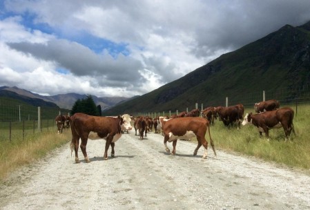 There are also cows in New Zealand.