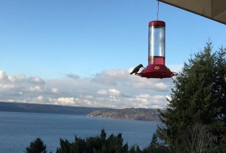 My dad has a bunch of hummingbirds. This is one of them.