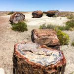 Stump, log sections.