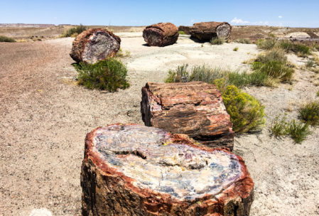 Stump, log sections.